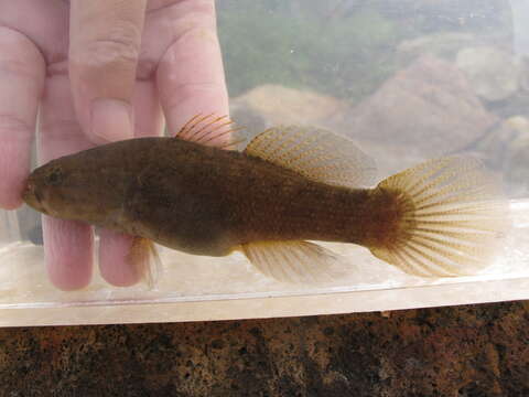 Image of Spine-cheek gudgeon