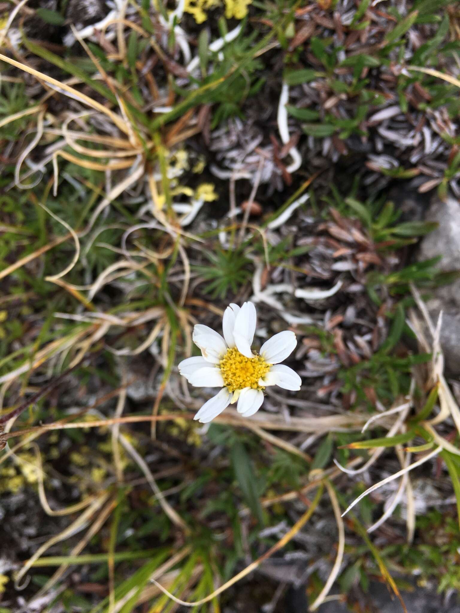 Слика од Arctanthemum integrifolium (Richards.) Tzvel.