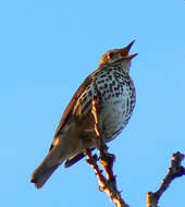 Image of Song Thrush