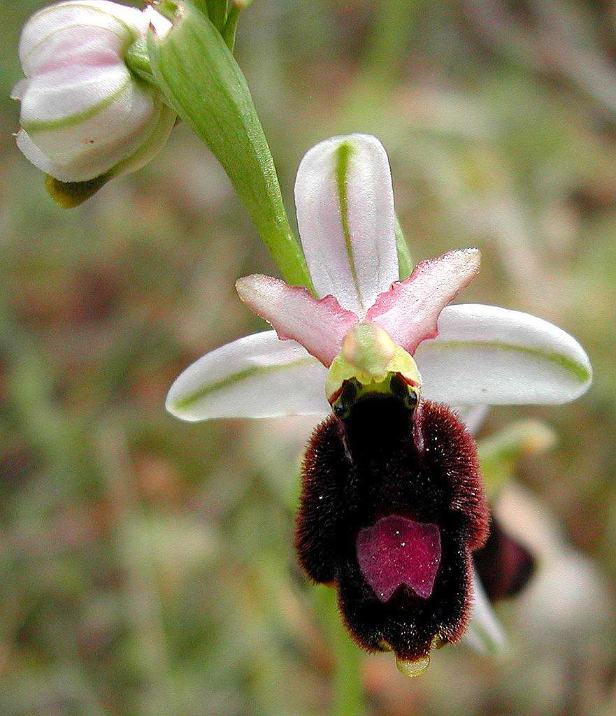 Image of ophrys