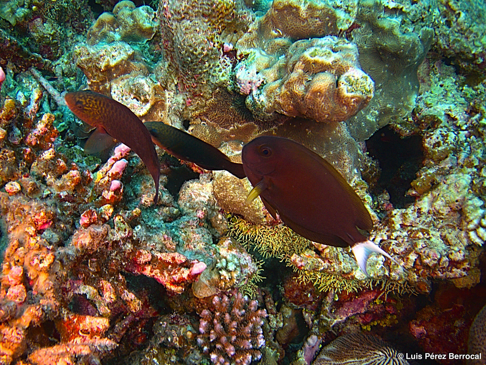 Image of Chocolate Surgeonfish