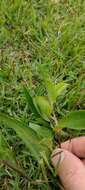 Image of Commelina platyphylla Klotzsch ex Seub.