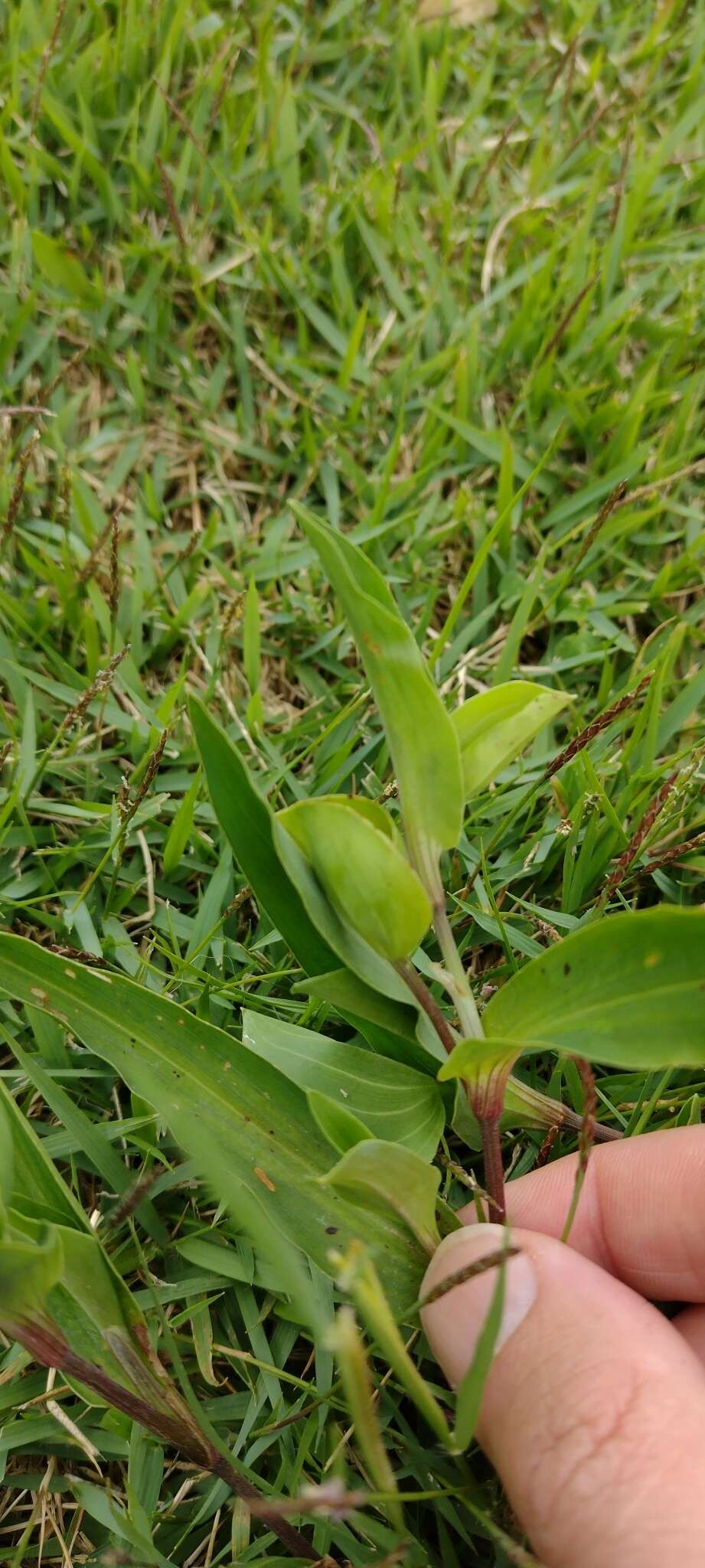 Image of Commelina platyphylla Klotzsch ex Seub.