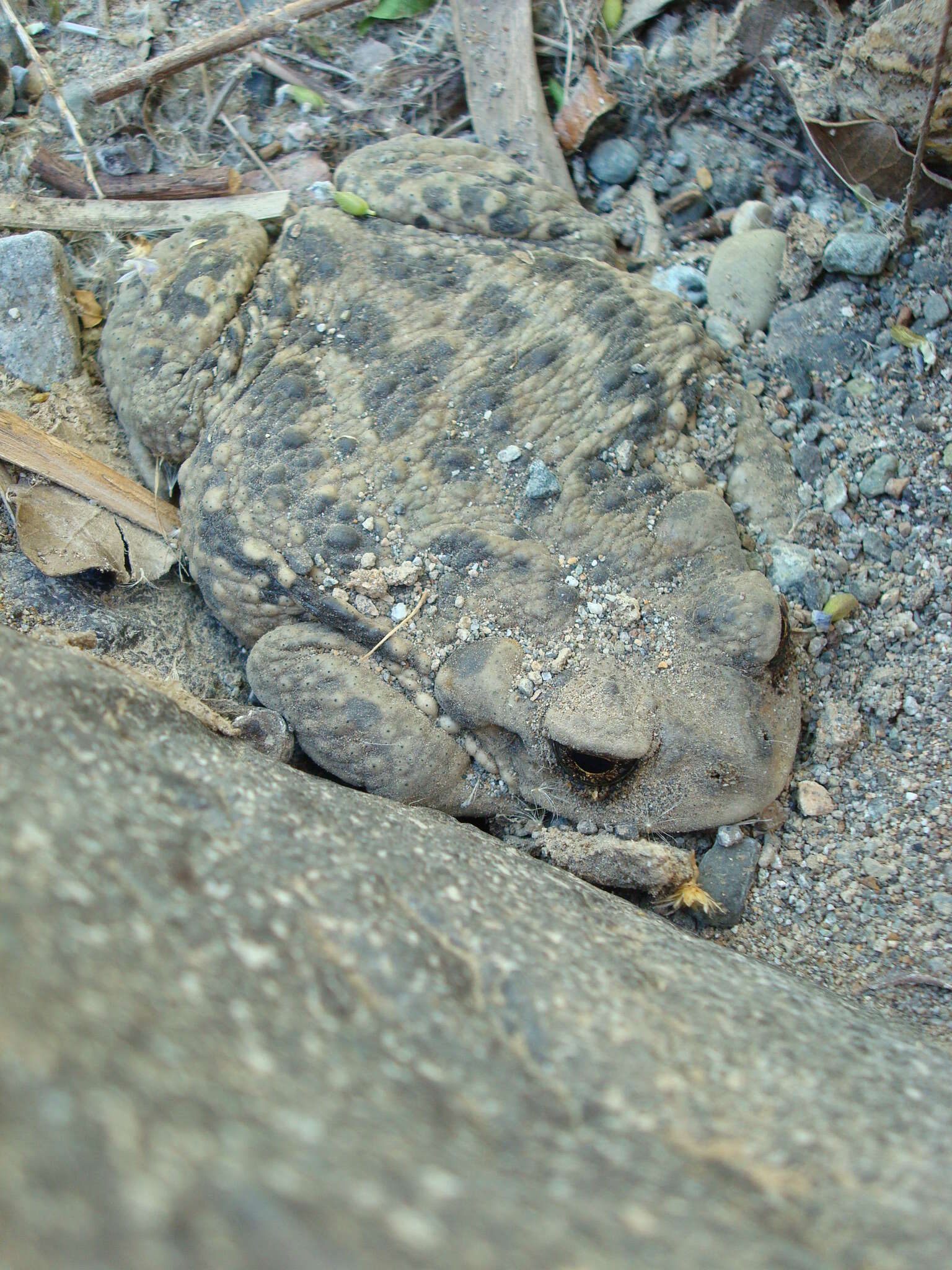 Sivun Rhinella arunco (Molina 1782) kuva