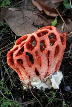 Image of Clathrus ruber P. Micheli ex Pers. 1801