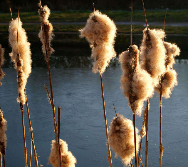 Image of Bulrush