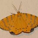 Image of Veniliodes pantheraria Felder 1874