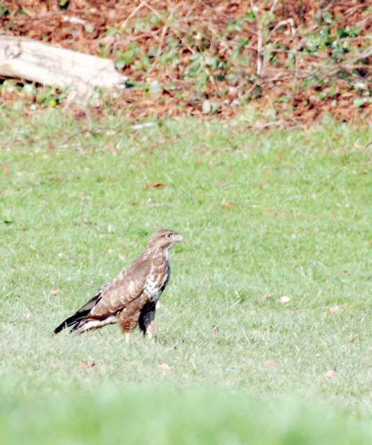 Image of Common Buzzard