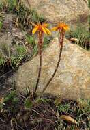 Image of Aloe chortolirioides var. chortolirioides