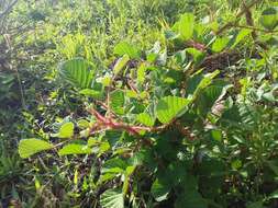 Sivun Rubus ellipticus Smith kuva