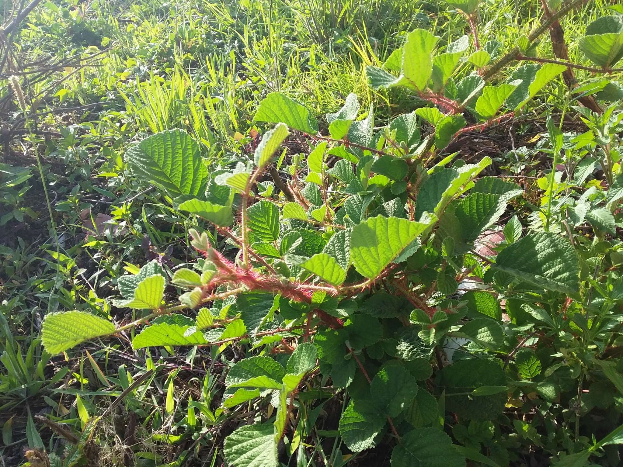 Sivun Rubus ellipticus Smith kuva