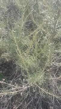 Image of coastal sagebrush