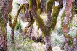 Image of Xanthorrhoea glauca D. J. Bedford