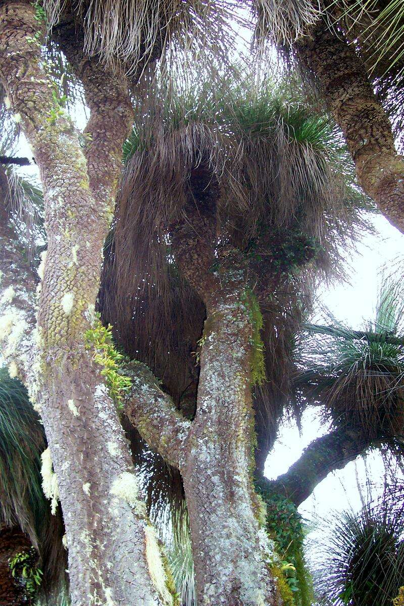 Image of Xanthorrhoea glauca D. J. Bedford