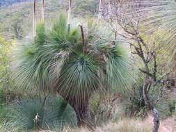 Image of Xanthorrhoea glauca D. J. Bedford