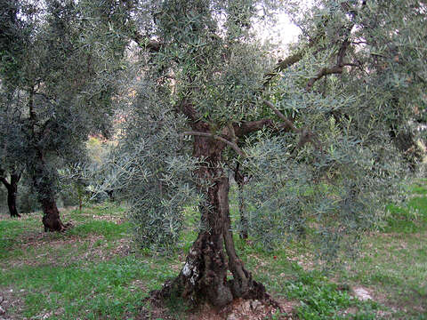 Image of olive tree