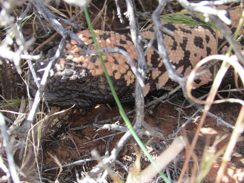 Image of Banded gila monster