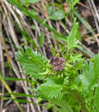 Image of Streambank Groundsel