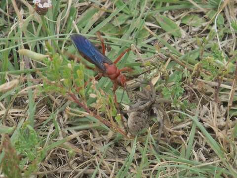 صورة Tachypompilus ferrugineus