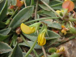 Plancia ëd Scorpiurus muricatus var. subvillosus (L.) Fiori