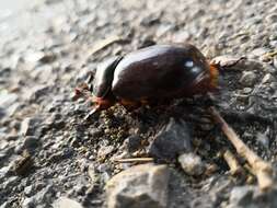 Image of European rhinoceros beetle