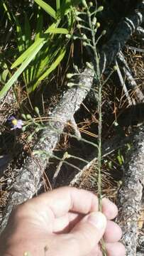 Image of scaleleaf aster