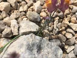 Image of Linaria aeruginea subsp. pruinosa (Sennen & Pau) Chater & Valdis