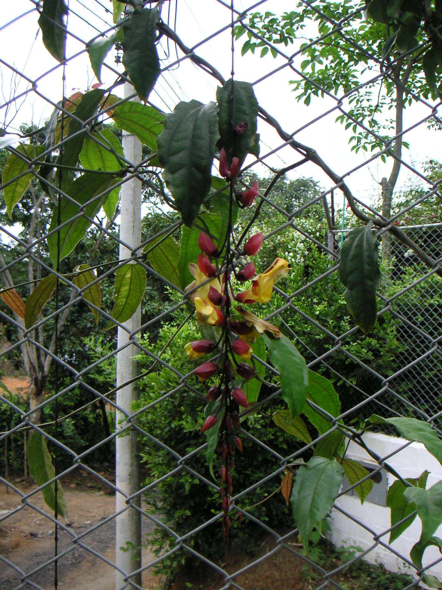 Image of Clock vine