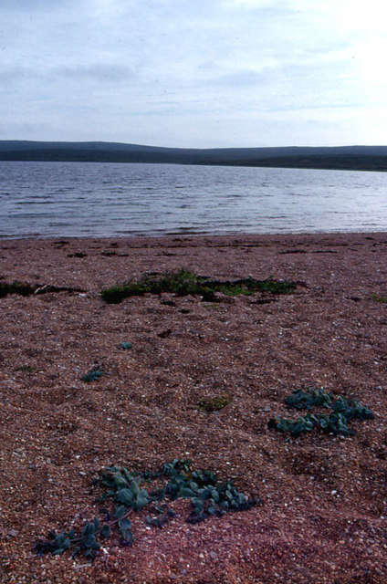 Image of oysterleaf