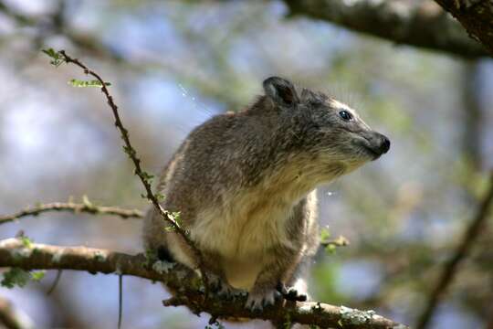 Imagem de Dendrohyrax arboreus