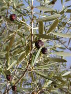 Image of olive tree