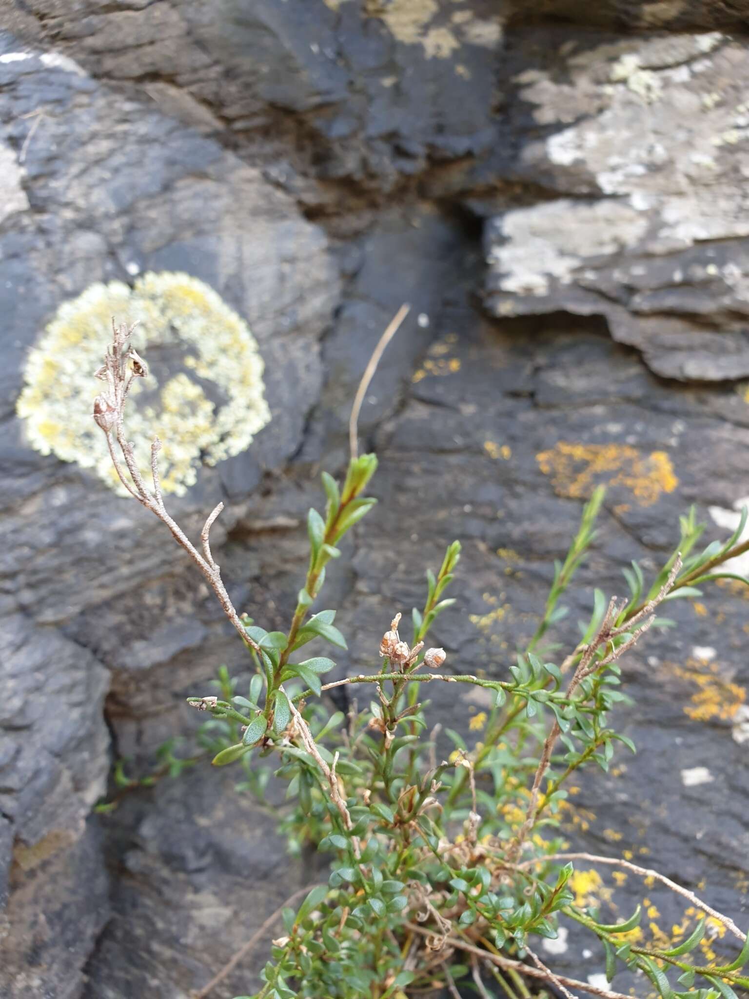 Image of Samolus repens var. strictus Cockayne