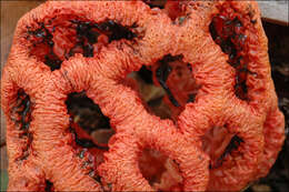 Image of Clathrus ruber P. Micheli ex Pers. 1801