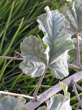 Image of Tarasa hornschuchiana (Walp.) Krapov.