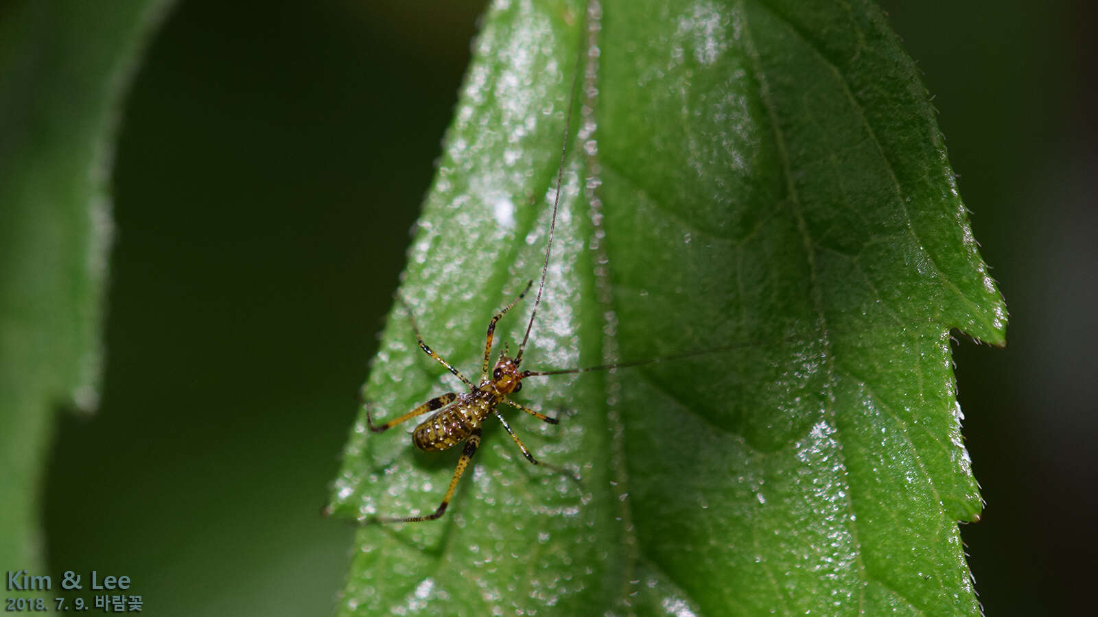 Sivun Phaneroptera (Phaneroptera) nigroantennata Brunner von Wattenwyl 1878 kuva