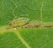 Image of Aphid