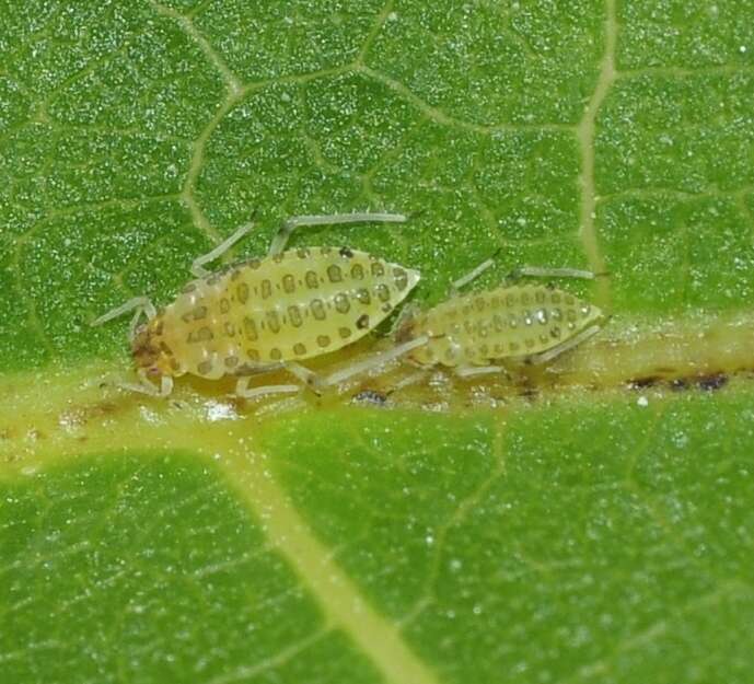 Image of Aphid