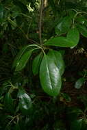 Imagem de Coprosma lucida J. R. Forst. & G. Forst.