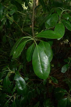 Image of Coprosma lucida J. R. Forst. & G. Forst.