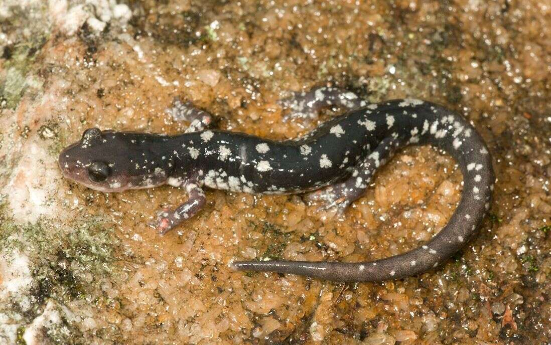 Plancia ëd Plethodon fourchensis Duncan & Highton 1979