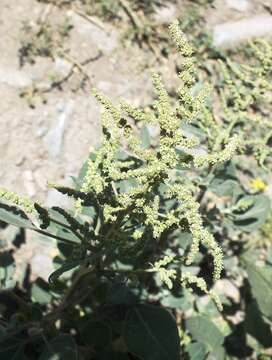 Chenopodium acuminatum Willd.的圖片