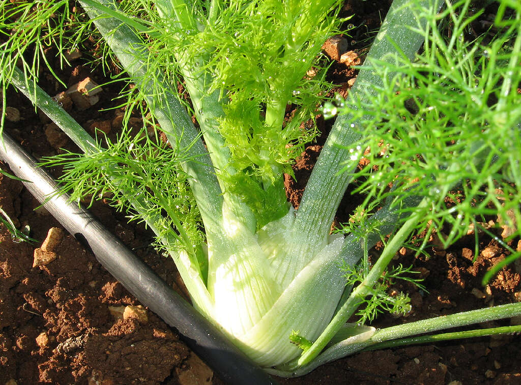 Image of fennel