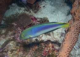 Image of Lightning Wrasse