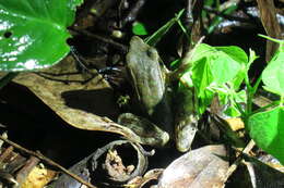 Image of Warszewitsch's Frog