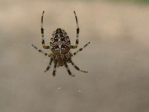 Image of Garden spider