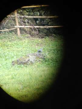 Columba palumbus azorica Hartert 1905的圖片