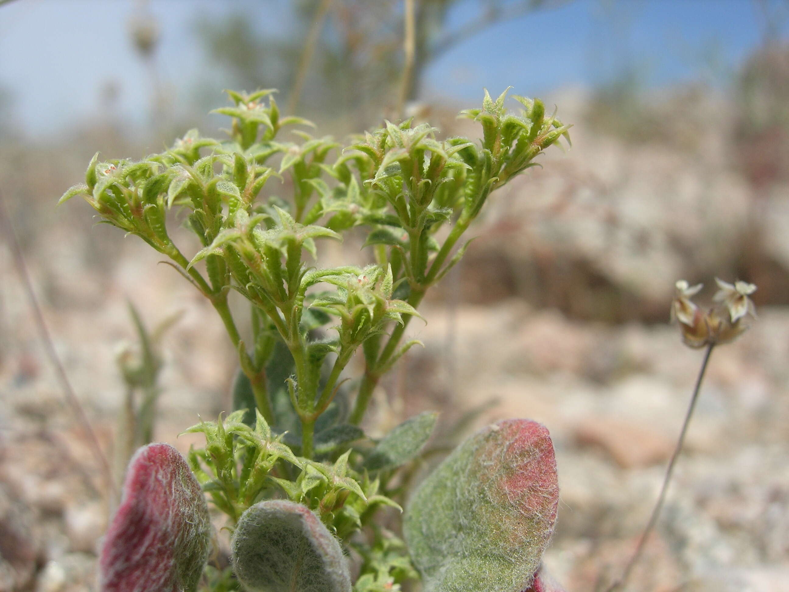 Image of wrinkled spineflower