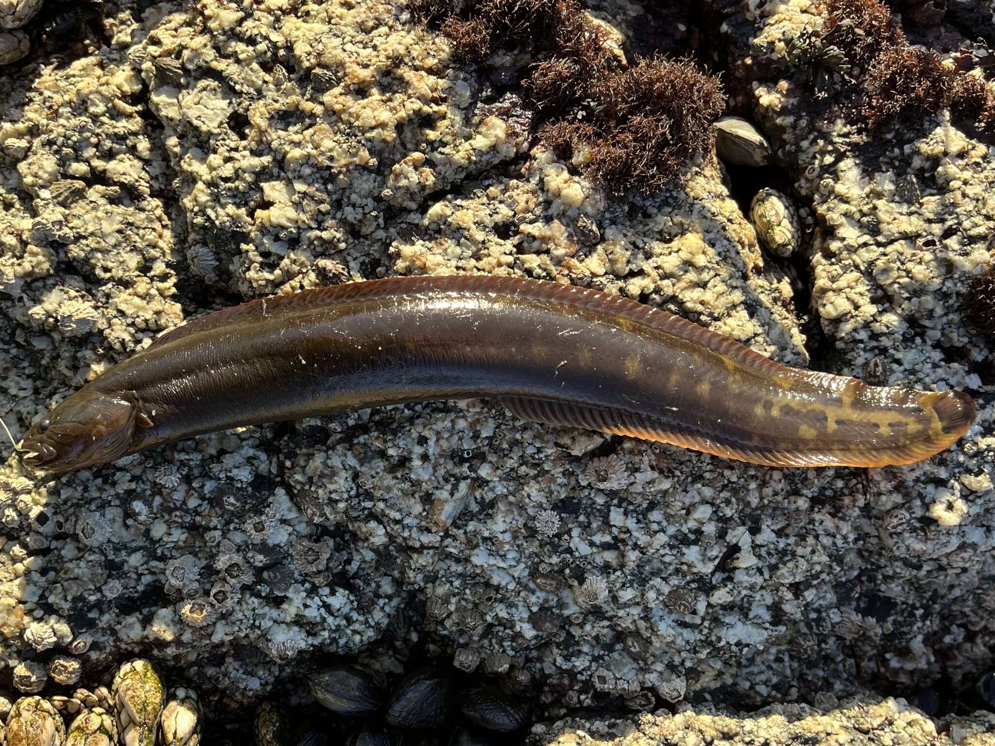 Image of Rock blenny