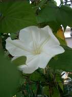 Image of Moonflower or moon vine