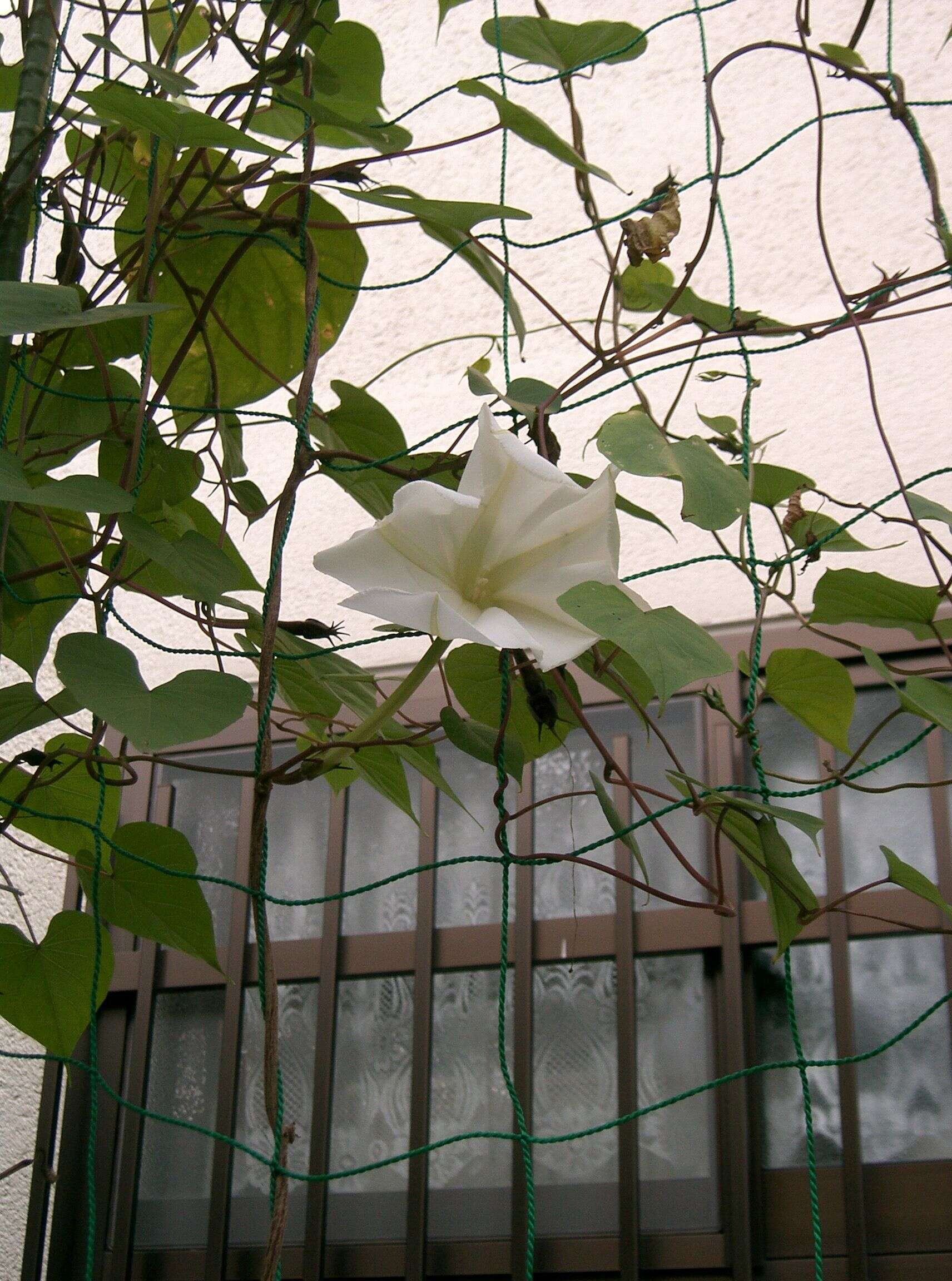 Image of Moonflower or moon vine